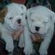 Englische Bulldogge mit FCI Papieren